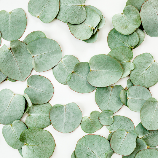Harnessing the Healing Power of Eucalyptus for Non-Toxic Living