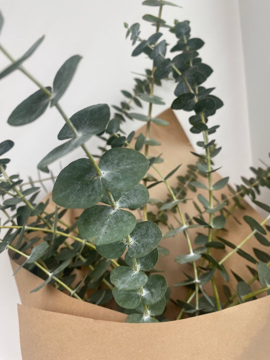 Eucalyptus Spa Collection
