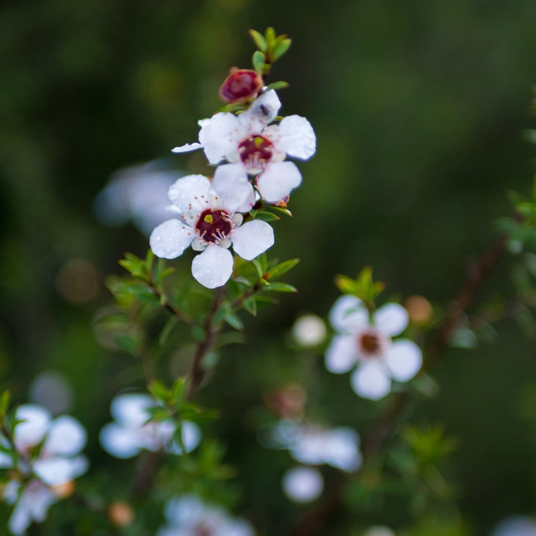 Tea Tree Spray